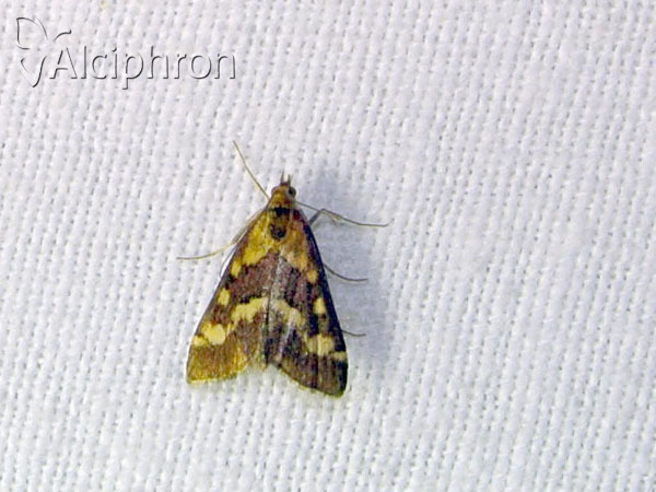 Pyrausta ostrinalis