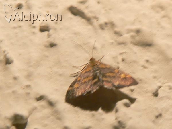 Pyrausta ostrinalis