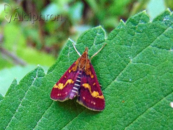 Pyrausta ostrinalis