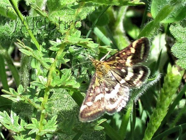 Pyrausta ostrinalis