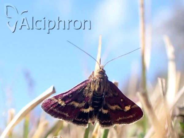 Pyrausta ostrinalis