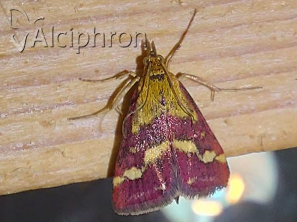 Pyrausta ostrinalis