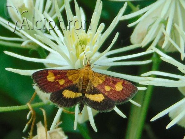 Pyrausta falcatalis