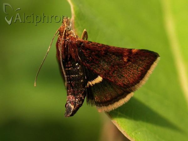 Pyrausta obfuscata
