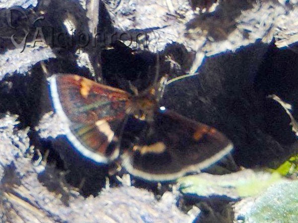 Pyrausta obfuscata