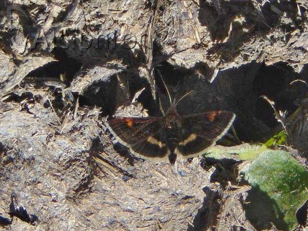 Pyrausta obfuscata