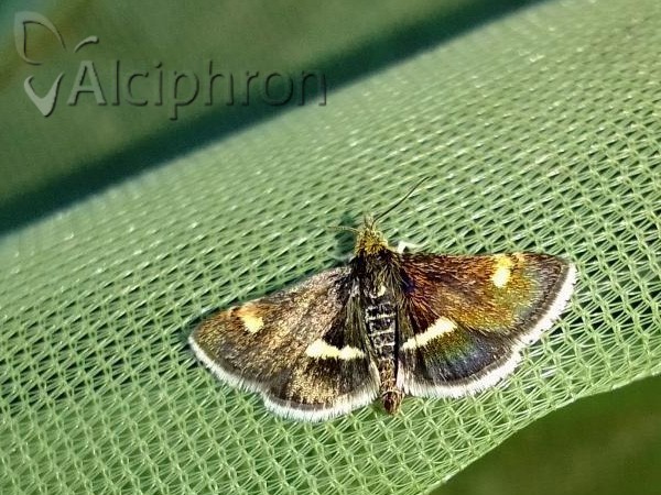 Pyrausta obfuscata