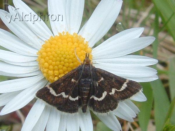 Pyrausta nigrata