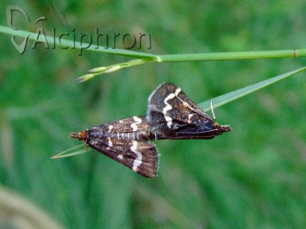 Pyrausta nigrata
