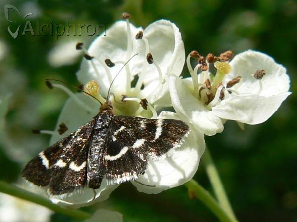 Pyrausta nigrata