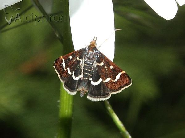 Pyrausta nigrata