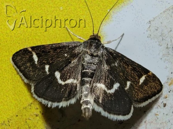 Pyrausta nigrata
