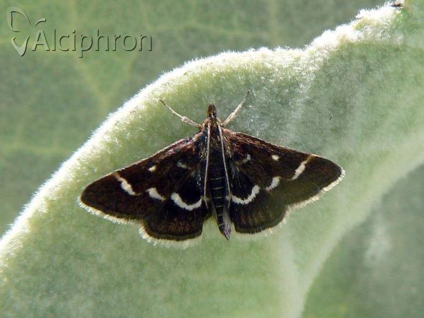 Pyrausta nigrata