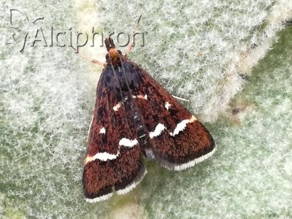 Pyrausta nigrata