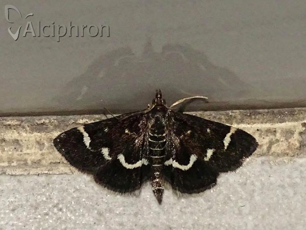 Pyrausta nigrata