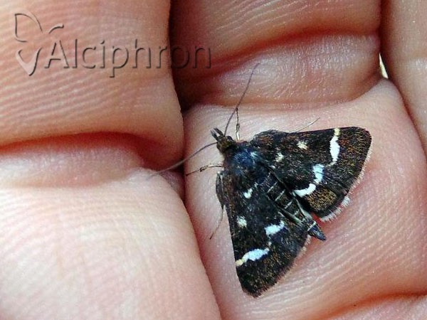 Pyrausta nigrata