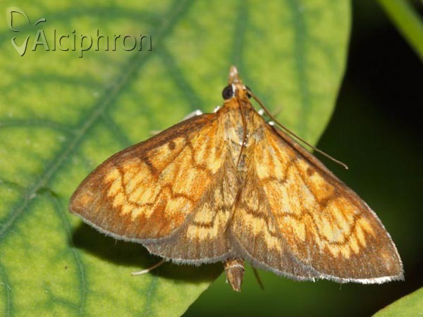 Ecpyrrhorrhoe rubiginalis