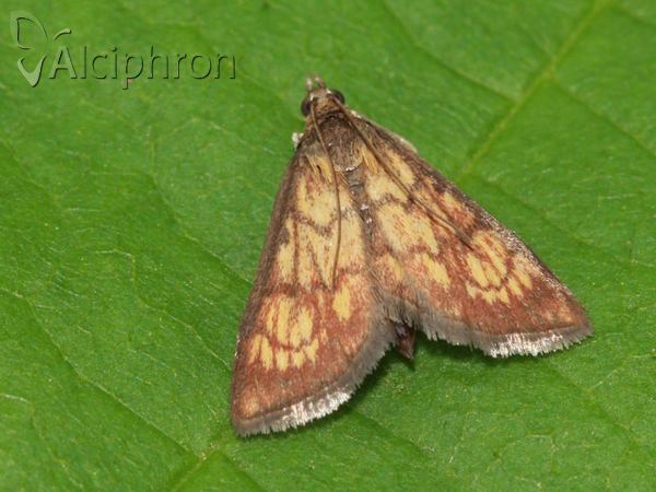 Ecpyrrhorrhoe rubiginalis