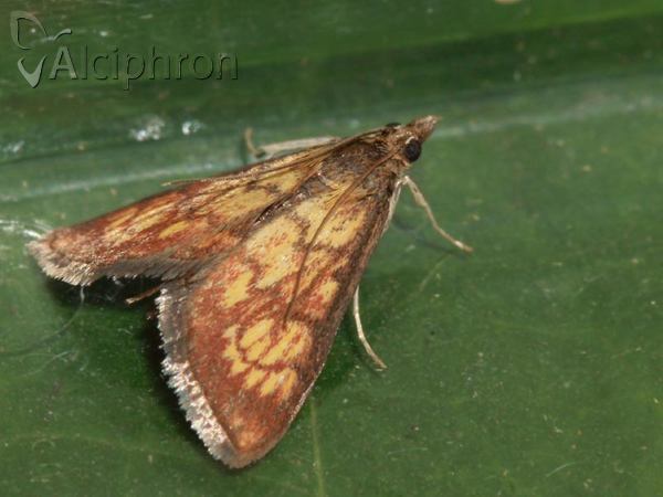 Ecpyrrhorrhoe rubiginalis