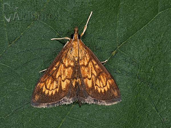 Ecpyrrhorrhoe rubiginalis