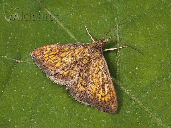Ecpyrrhorrhoe rubiginalis