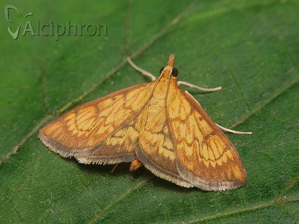 Ecpyrrhorrhoe rubiginalis