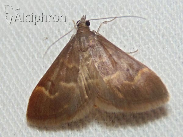 Ecpyrrhorrhoe diffusalis