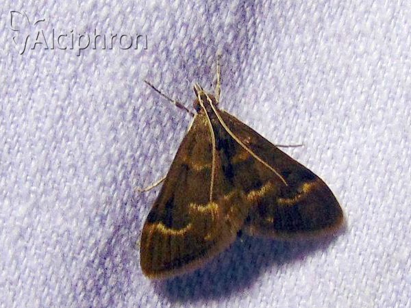 Ecpyrrhorrhoe diffusalis