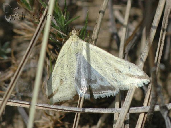 Loxostege turbidalis