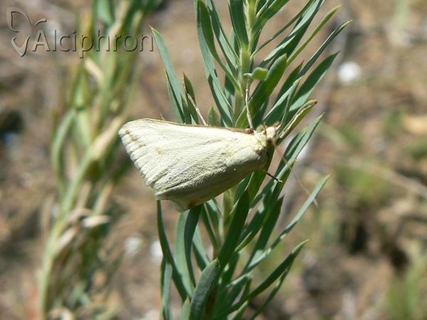 Loxostege turbidalis