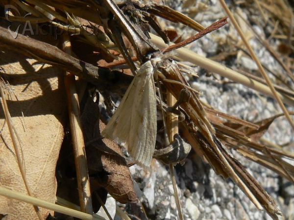 Loxostege turbidalis