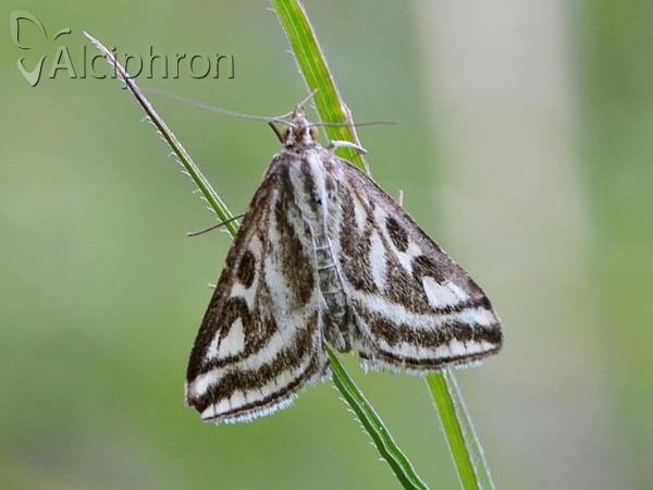 Loxostege aeruginalis