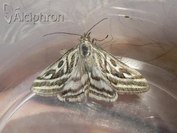 Loxostege aeruginalis