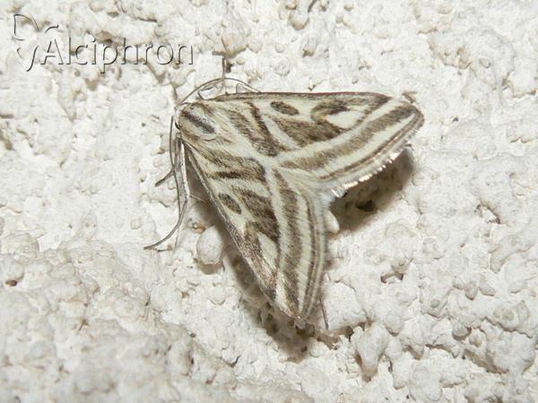 Loxostege aeruginalis