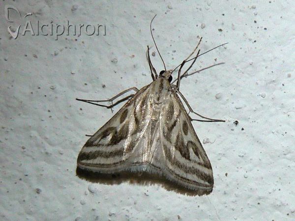 Loxostege aeruginalis