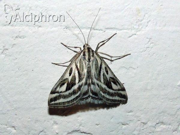 Loxostege aeruginalis