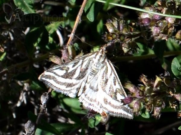 Loxostege aeruginalis