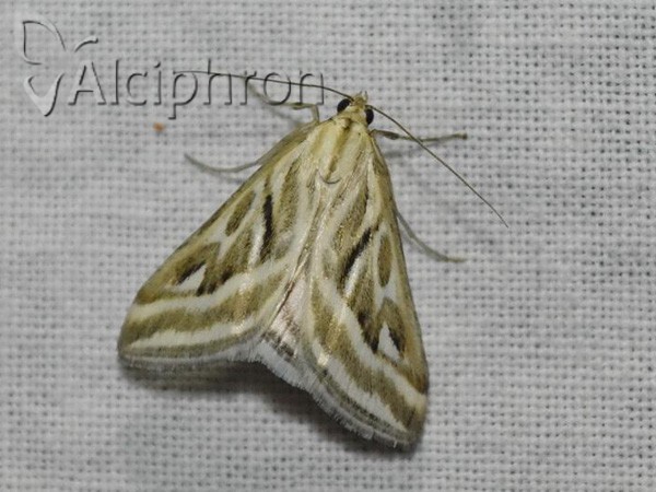 Loxostege aeruginalis