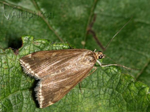Loxostege sticticalis