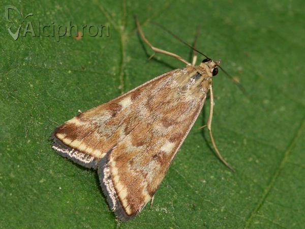 Loxostege sticticalis