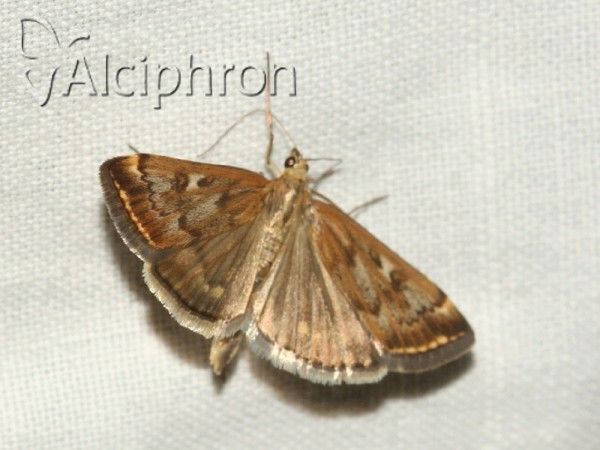 Loxostege sticticalis