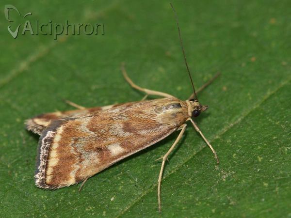 Loxostege sticticalis