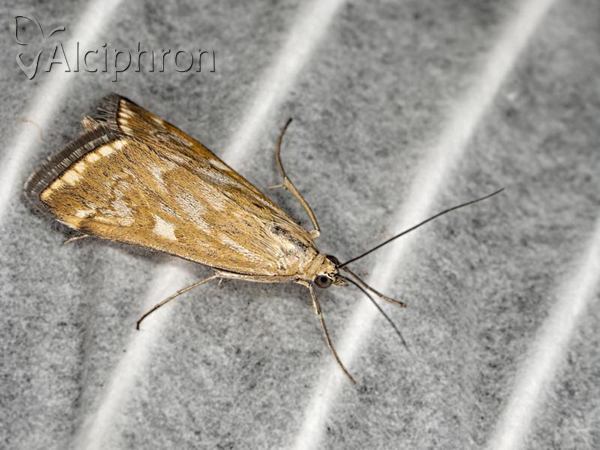 Loxostege sticticalis