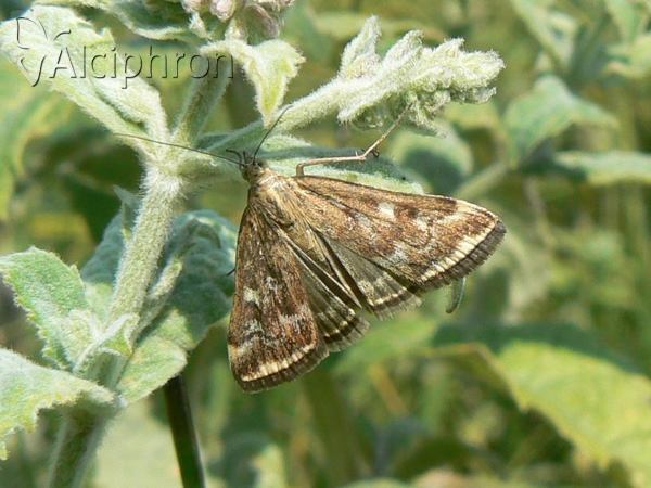 Loxostege sticticalis