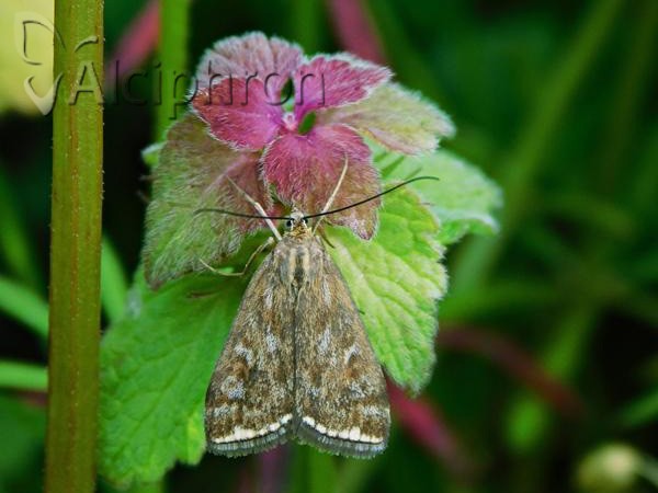 Loxostege sticticalis