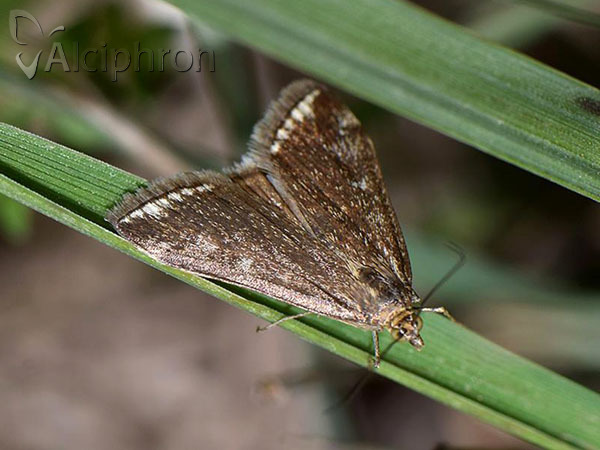 Loxostege sticticalis