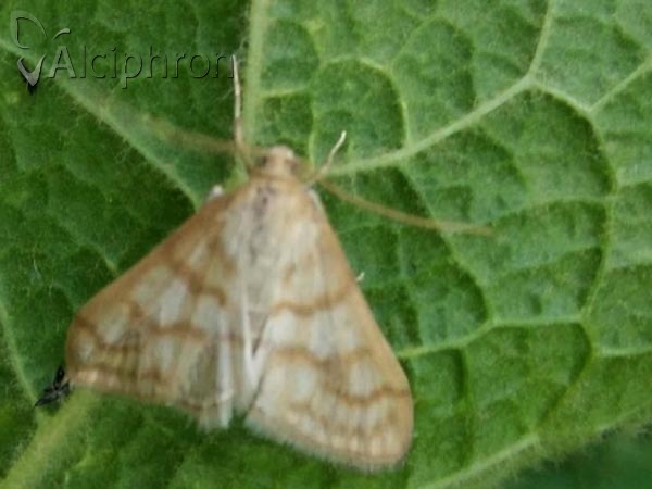 Paracorsia repandalis