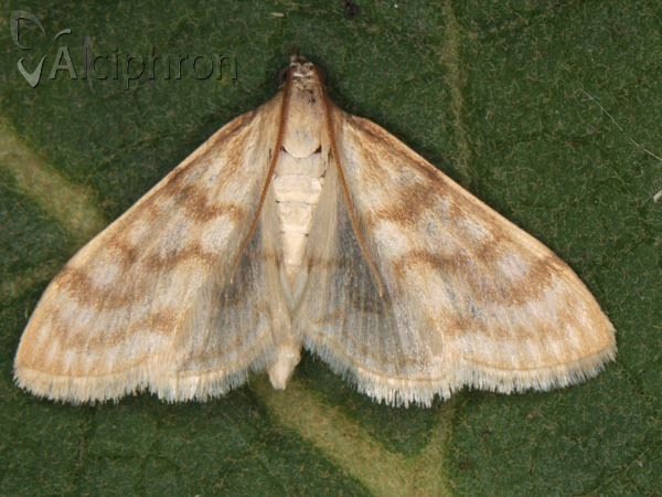 Paracorsia repandalis