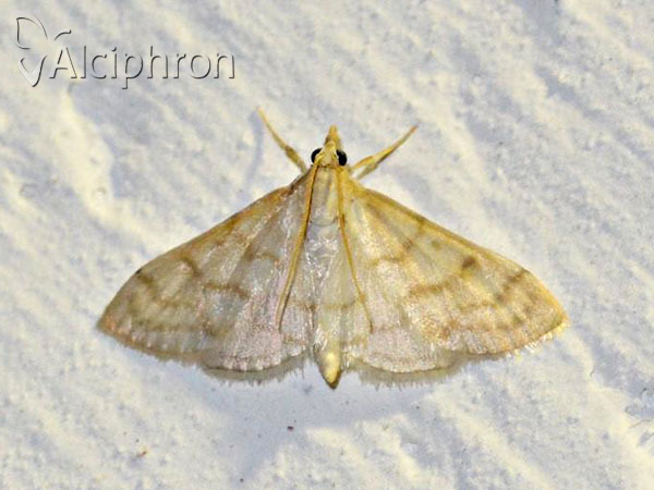 Paracorsia repandalis