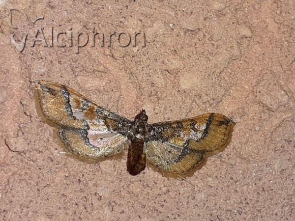 Hydriris ornatalis